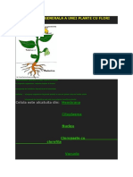 Organizarea Generala A Unei Plante Cu Flori