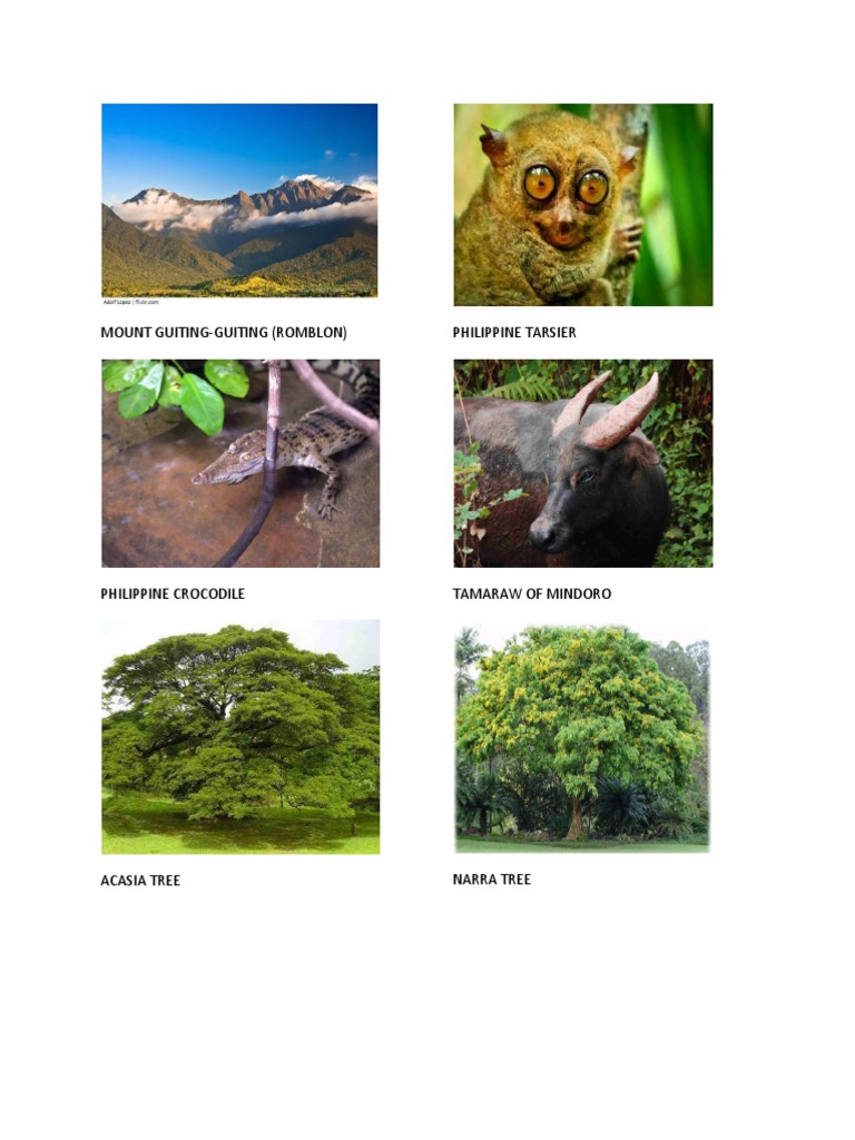 Philippine Wildlife and Flora Guide | PDF