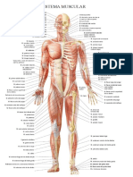 Sistema Muscular