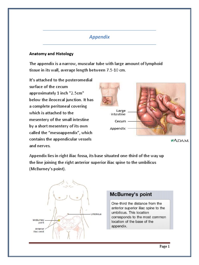 Acute Appendicitis PDF | PDF | Lymphatic System | Gastroenterology