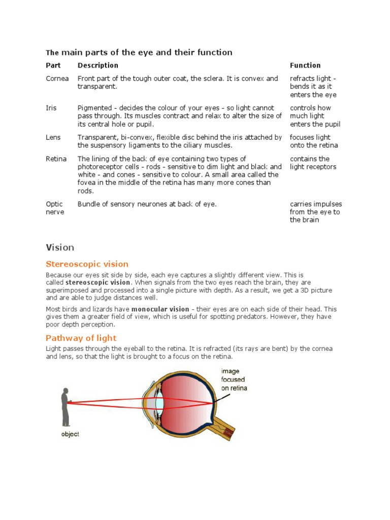 The Main Parts of The Eye and Their Function | PDF | Eye | Neuron