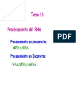 Procesamiento post transcripcional del RNA.pdf