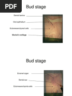 Oral Histology Projection