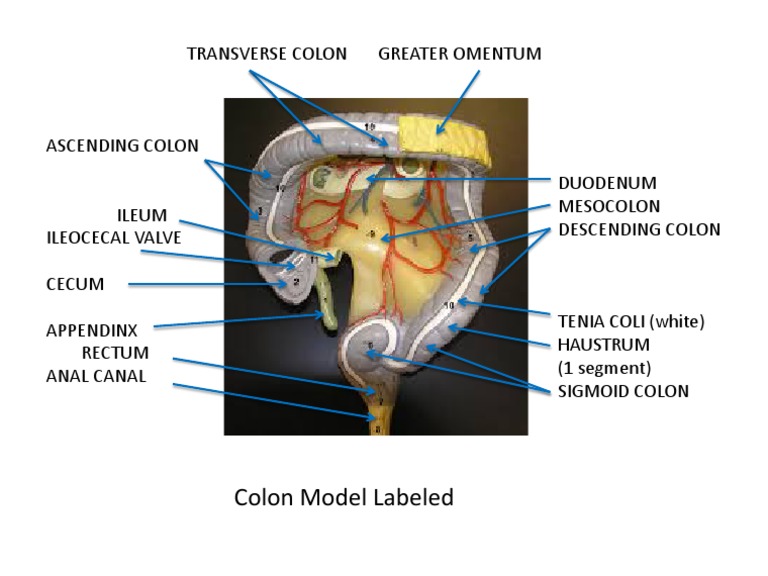 Colon Model Labeled | PDF
