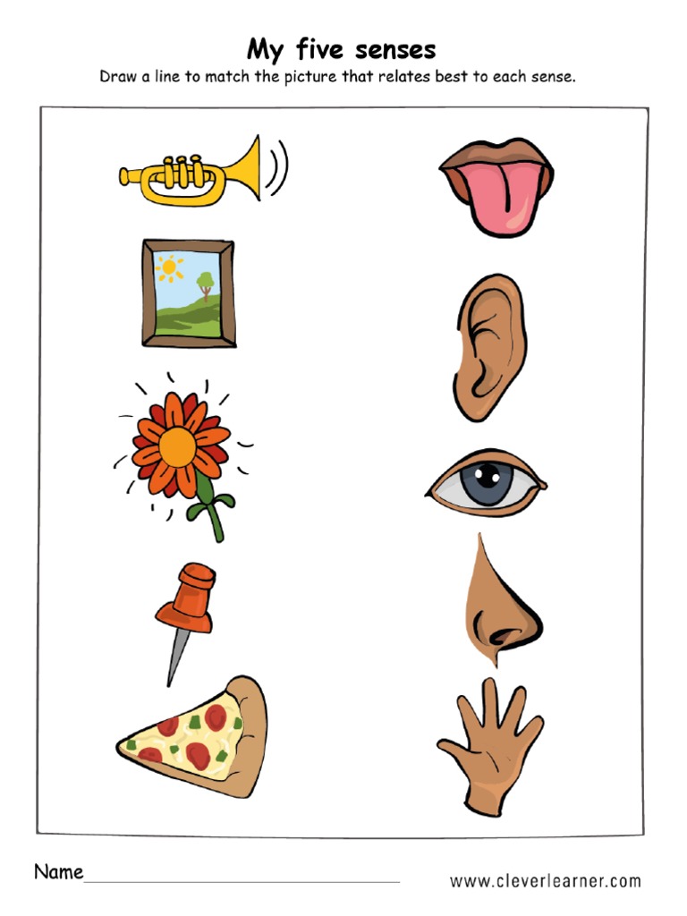 the five senses worksheet preschool pdf