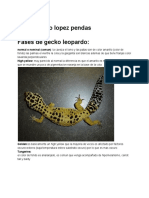 Guia Fases de Gecko Leopardo