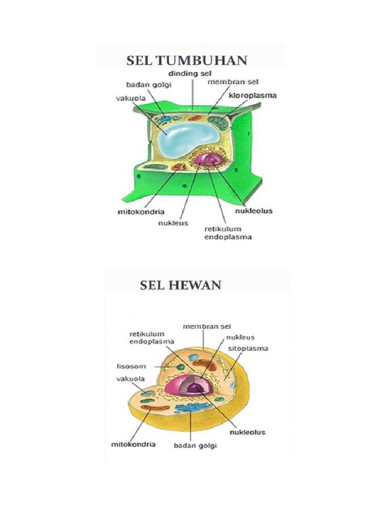  Sel  Tumbuhan sel  hewan 