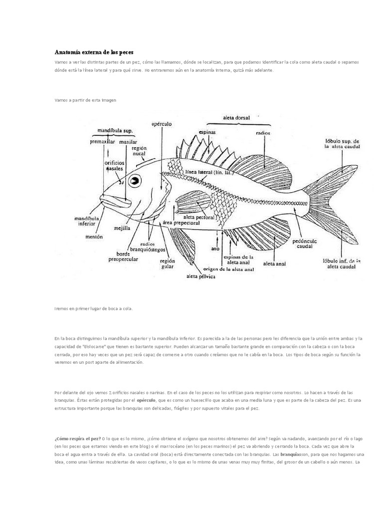 Anatomía Externa de Los Peces | PDF | Branquia | Pescado, image size:768x1024