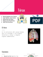 anato torax