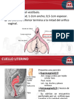 Anatomia y Mecanismo de Parto (1) (2)