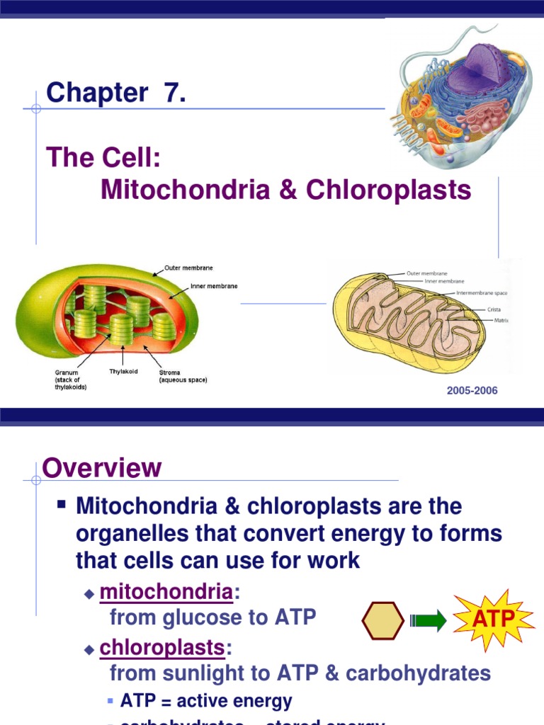 Mitochondria and Chloroplasts | Chloroplast | Mitochondrion