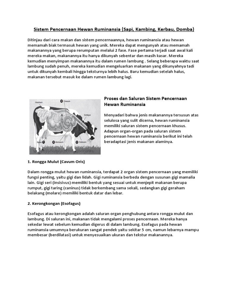 68 Koleksi Gambar Organ Pencernaan Pada Hewan Sapi HD