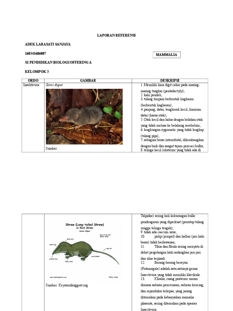 Laporan Referensi Mamalias