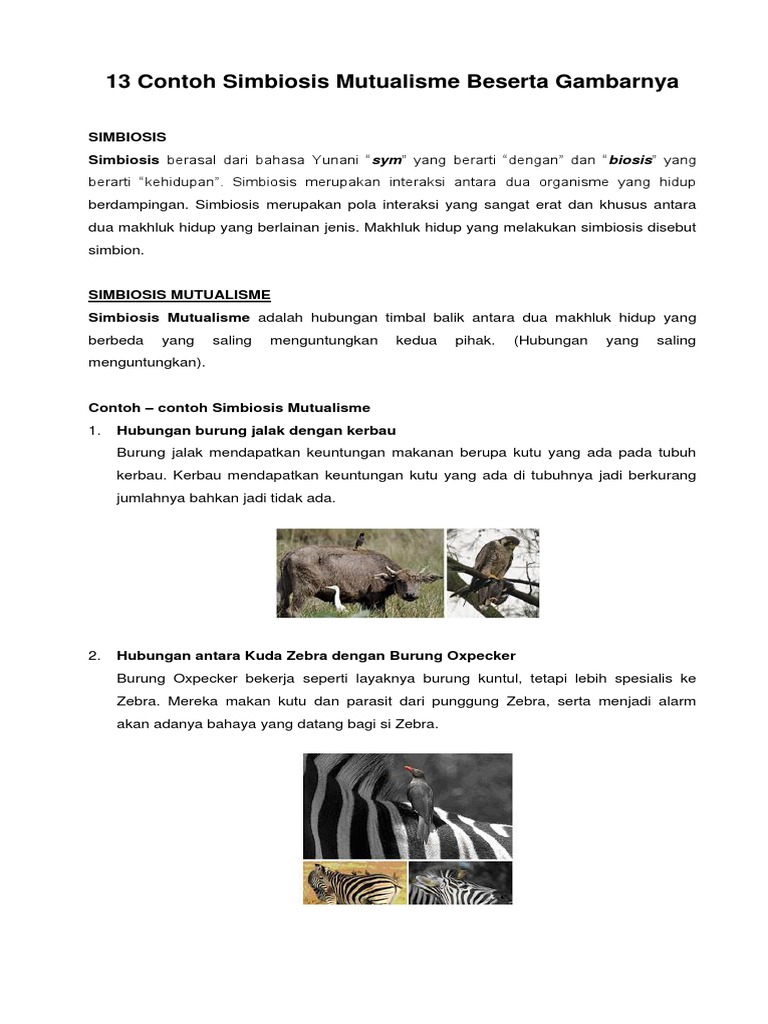 13 Contoh Simbiosis Mutualisme Beserta Gambarnya