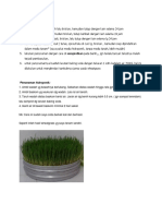 CARA TANAM Wheatgrass