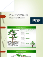Plant Organs Report