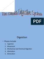 13 Digestion (1)