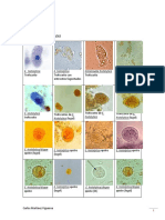 Atlas de Parasitologia PDF