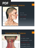 Chapman Reflex Points Overview | PDF | Anatomical Terms Of Location | Neck