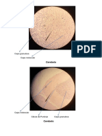 Lám.-de-Histología.docx