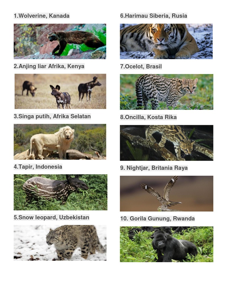 20 Hewan Langka