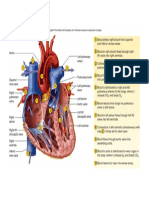 Circulation of the Heart Picture