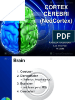 Cortex Cerebri (NeoCortex)