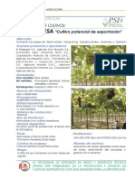biblioteca_hojas_uva_de_mesa.pdf