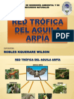 Red Tofica Del Aguila Arpia