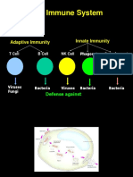 Our Immune System: Adaptive Immunity Innate Immunity