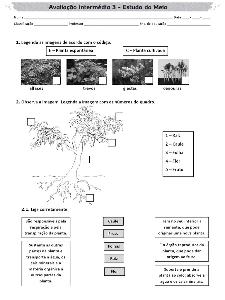 Top Estudo Do Meio 2º Ano - Aval - Interm3 | PDF | Plantas | Árvores