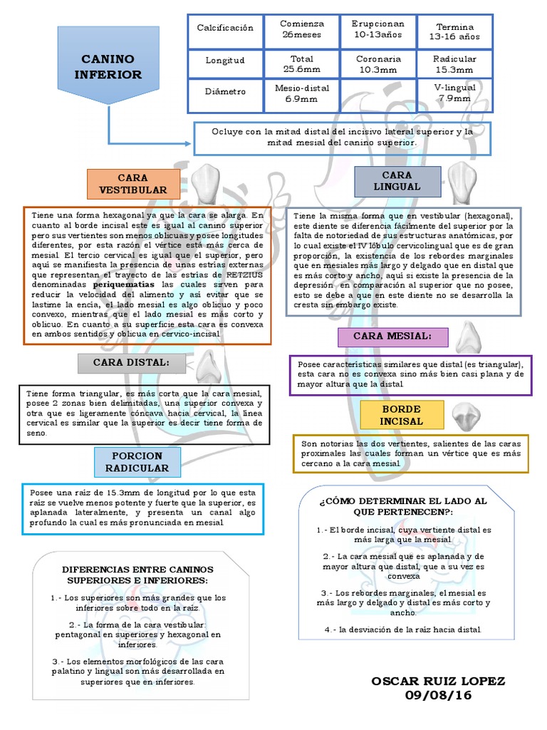Anatomía y medidas del canino inferior | PDF | Naturaleza
