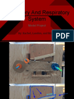 Circulatory and Respiratory System