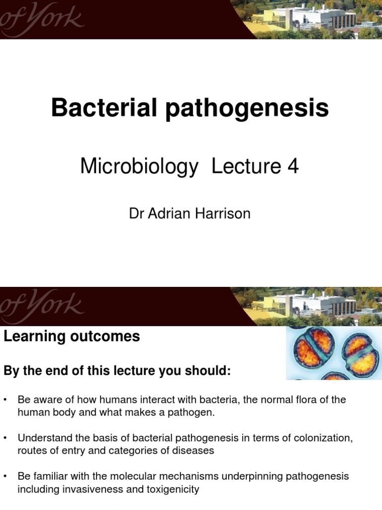 Bacterial Pathogenesis & Antibiotics | PDF | Antibiotics | Plague (Disease)