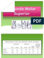 Diapos 2do Molar