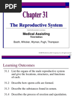 Chapter 31 The Reproductive System