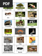 Classification Card Sort Activity