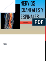 Nervios Craneales y Espinales 2