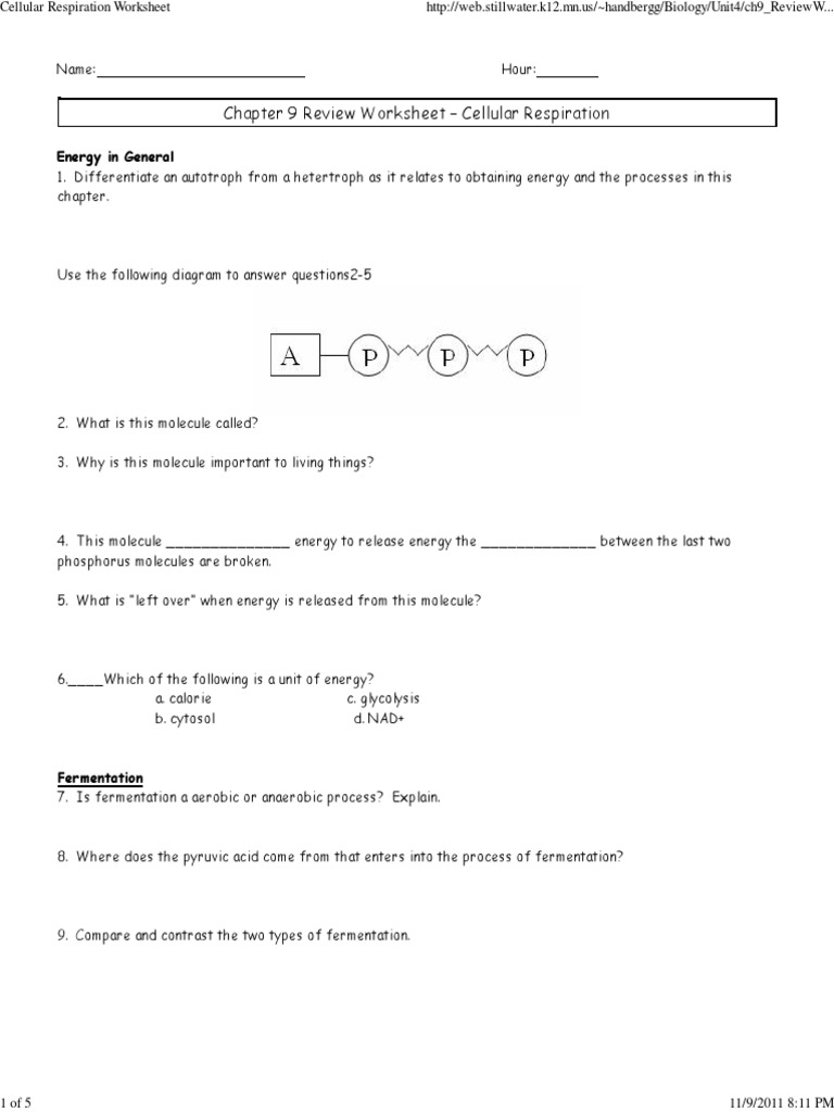 Chapter 9: Cellular Respiration Review | PDF | Cellular Respiration ...