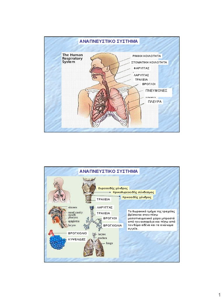 Anatomy4 Pdf Pdf
