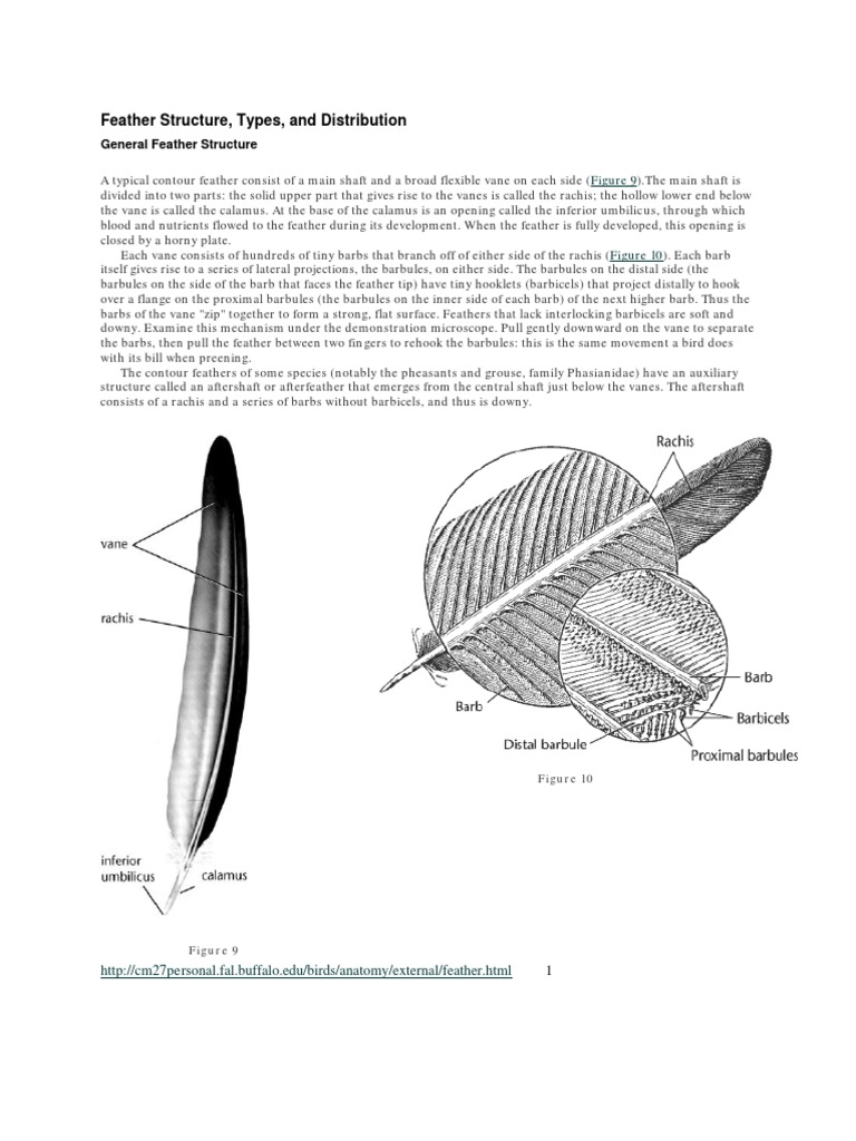 Feathers | PDF | Feather | Birds