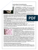 haemobartonellosis.pdf