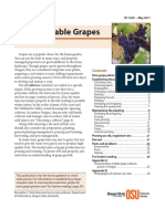 Growing Table Grapes.pdf
