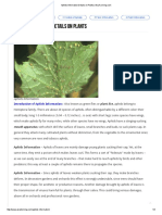 Aphids Information Details on Plants _ AsiaFarming