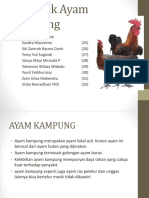 Ternak Ayam Kampung