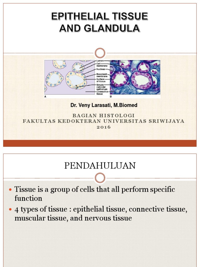 Epithelial Tissue and Gland Classification | PDF | Epithelium | Histology