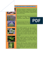 Plantas Insecticidas PDF