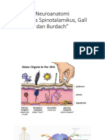 neuroanat