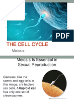 Meiosis PDF