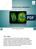 Tema 7. Lipidos.pdf